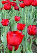     ,  ,  - Tulipa