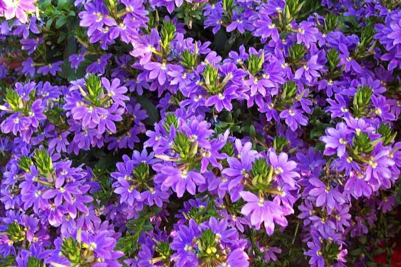 ������� blue laguna