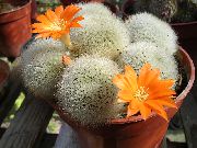 arancione Corona Cactus Piante da appartamento foto