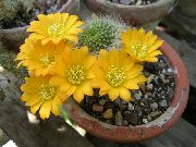sárga Korona Kaktusz Szobanövények fénykép