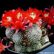 punainen Kruunu Kaktus Huonekasvit kuva