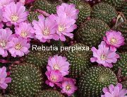 იასამნისფერი გვირგვინი Cactus შიდა მცენარეები ფოტო
