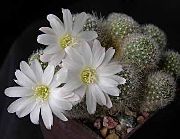 wit Kroon Cactus Kamerplanten foto