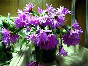 zdjęcie liliowy Rośliny domowe Rhipsalidopsis