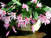 ვარდისფერი სააღდგომო Cactus შიდა მცენარეები ფოტო