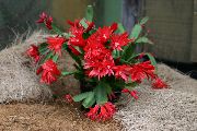 წითელი სააღდგომო Cactus შიდა მცენარეები ფოტო