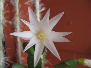 valkoinen Pääsiäinen Kaktus Huonekasvit kuva