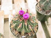 sivatagi kaktusz Ferocactus, Szobanövények fénykép