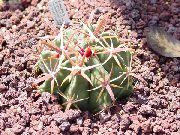 raudonas Ferocactus Vidinis augalai nuotrauka