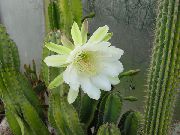 eyðimörk kaktus Perú Epli, Inni plöntur mynd