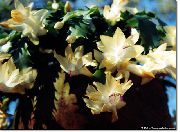 ყვითელი საშობაო Cactus შიდა მცენარეები ფოტო