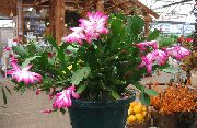 rosa Christmas Kaktus Innendørs planter bilde