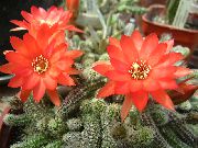 photo Globe Chardon, Torche Cactus Plantes d'intérieur