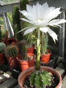 blanc Globe Chardon, Torche Cactus Plantes d'intérieur photo