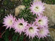 rožinis Thistle Gaublys, Žibintuvėlis Kaktusas Vidinis augalai nuotrauka