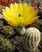 gul Igelkott Kaktus, Spets Kaktus, Regnbåge Kaktus Krukväxter foto