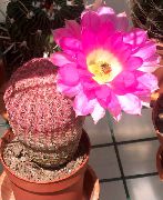 rosa Pinnsvinet Kaktus, Blonder Kaktus, Regnbue Kaktus Innendørs planter bilde