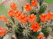 oranssi Siili Kaktus, Pitsi Kaktus, Sateenkaari Kaktus Huonekasvit kuva