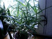    ,  ,   - Aloe arborescens 