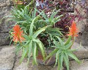 succulent Aloe, Indoor plants photo