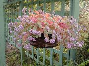 zdjęcie różowy Rośliny domowe Rozchodnika