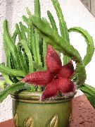 წითელი ლეში ქარხანა, Starfish ყვავილების, Starfish Cactus  ფოტო