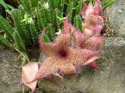 ვარდისფერი ლეში ქარხანა, Starfish ყვავილების, Starfish Cactus  ფოტო