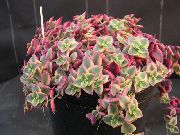 суккулент Crassula, Стайни растения снимка