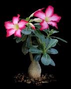 ピンク 砂漠の薔薇 屋内植物 フォト
