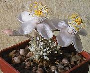 თეთრი Anacampseros შიდა მცენარეები ფოტო