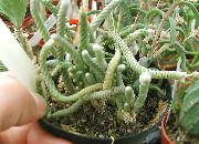 fotoğraf beyaz Kapalı bitkiler Anacampseros