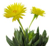 fotoğraf sarı Kapalı bitkiler Bergeranthus Schwant