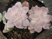 succulent Ghost Plant, Mother-of-Pearl Plant,  photo