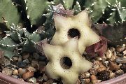 бял Huernia Стайни растения снимка
