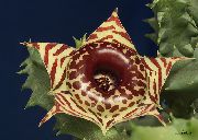 кафяв Huernia Стайни растения снимка
