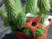 红 Huernia 室内植物 照片