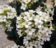 бял Каланхое Стайни растения снимка