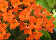 oranžový Kalanchoe Pokojové rostliny fotografie