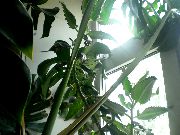 fotoğraf pembe Kapalı bitkiler Kalanchoe