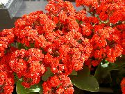 წითელი Kalanchoe შიდა მცენარეები ფოტო