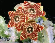 brun Kadaver Blomster  bilde