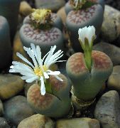 ホワイト 小石植物、生きている石 屋内植物 フォト