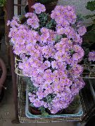 zdjęcie liliowy Rośliny domowe Oskulariya