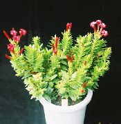 赤 Rochea 屋内植物 フォト