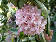 zdjęcie różowy Rośliny domowe Hoya (Bluszcz Wosk)