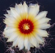 baltas Astrophytum Vidinis augalai nuotrauka