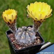 пустынны кактус Акантокалициум, Хатнія расліны фота