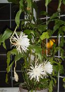 valkoinen Hihna Kaktus, Orkidea Kaktus Huonekasvit kuva
