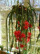 sarkans Siksna Kaktuss, Orhideja Kaktuss Telpaugi foto