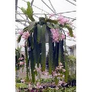 fotoğraf pembe Kapalı bitkiler Güneş Kaktüs